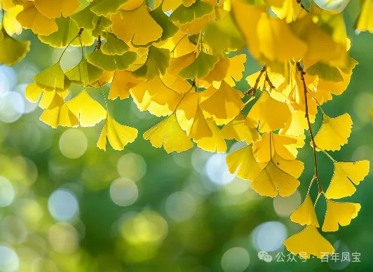 二十四节气｜立秋